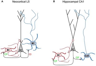 Synapse Type-Dependent Expression of Calcium-Permeable AMPA Receptors